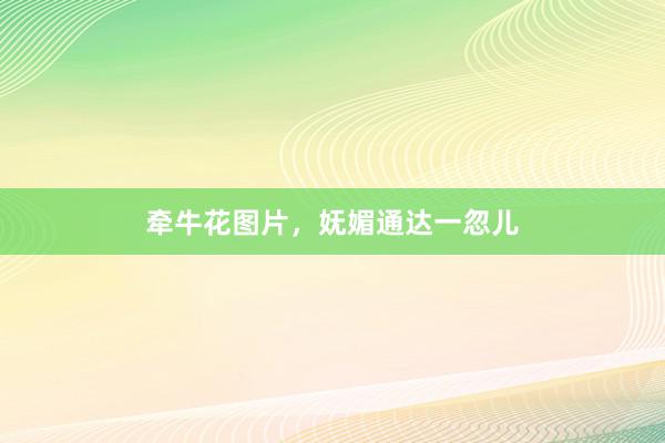牵牛花图片，妩媚通达一忽儿